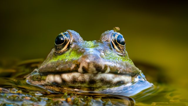 Szemtelen szúnyog — Papp Tamas