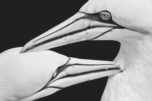 Pár — Hajdu Kriszta